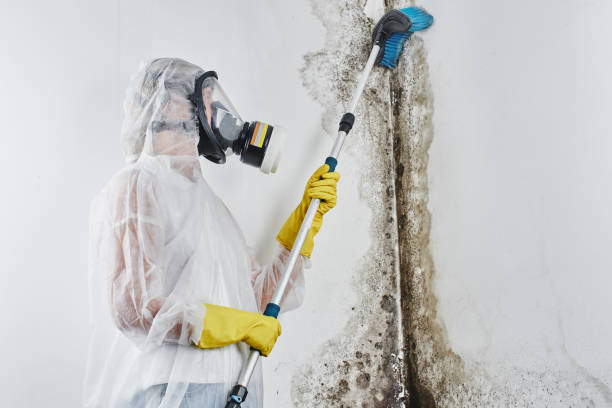 Best Home Mold Removal  in Wanamassa, NJ