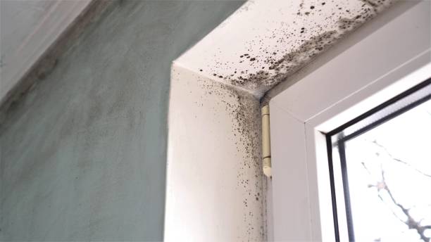 Best Toxic Mold Removal  in Wanamassa, NJ