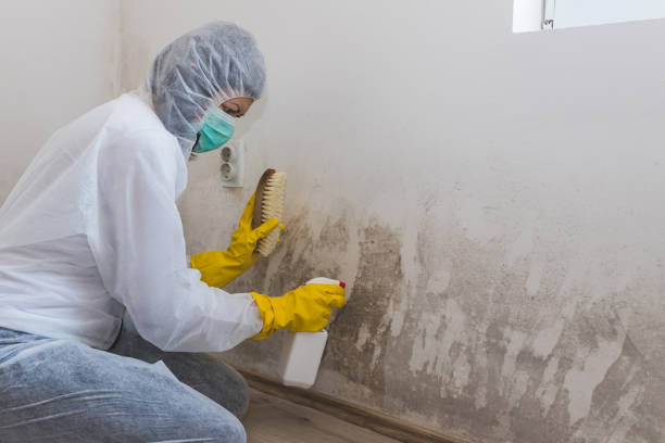 Best Mold Testing and Removal  in Wanamassa, NJ