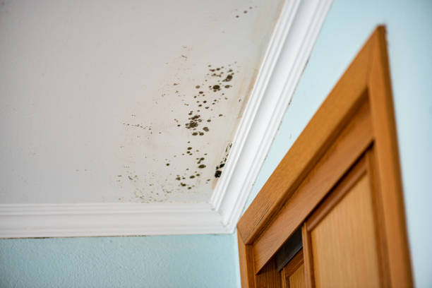 Best Mold Removal Process  in Wanamassa, NJ