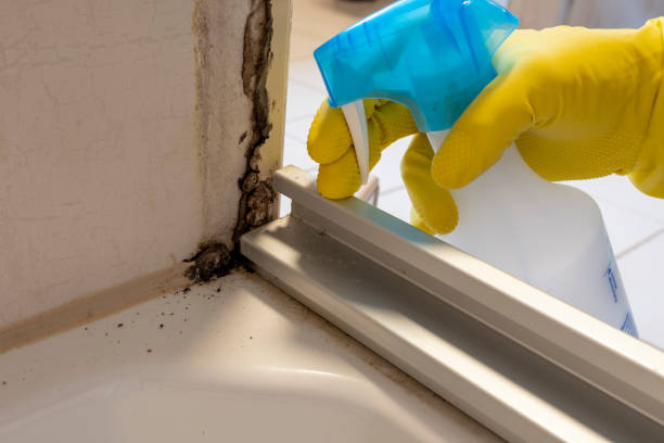 Best Home Mold Removal  in Wanamassa, NJ