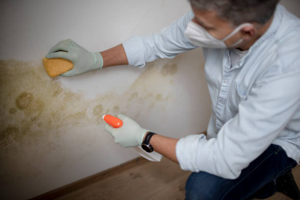 Best Local Mold Removal Service  in Wanamassa, NJ