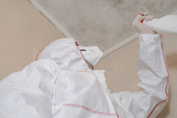 Attic Mold Removal