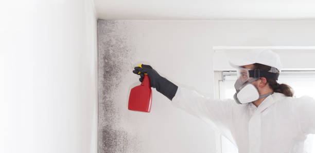 Best Same-Day Mold Removal  in Wanamassa, NJ