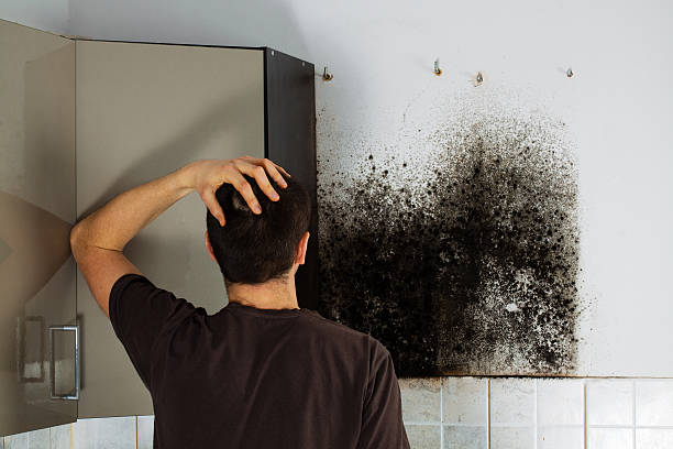 Mold Removal Process in Wanamassa, NJ