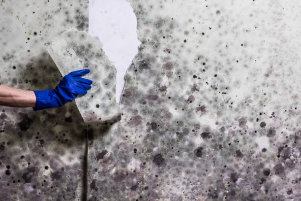 Best Best Mold Removal Companies  in Wanamassa, NJ