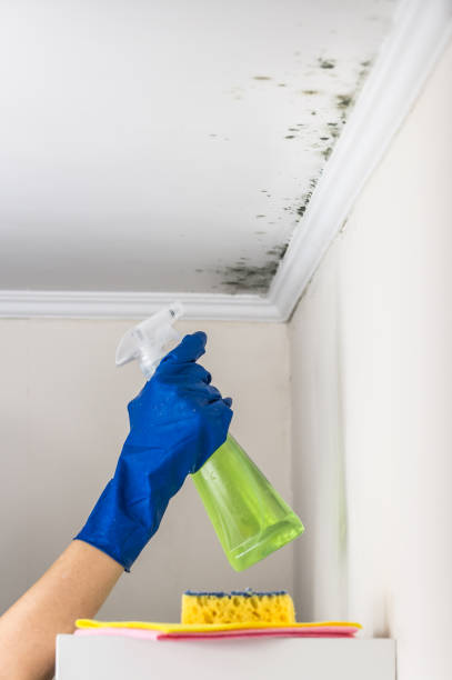 Mold Testing and Removal in Wanamassa, NJ